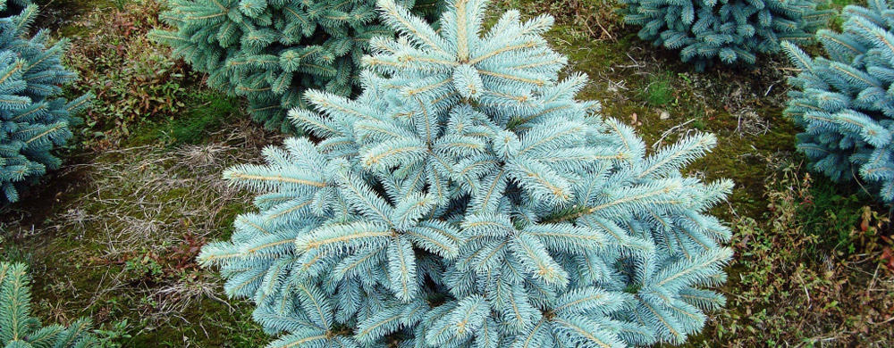 nursery of trees and shrubs picea pungens silver spruce producer Poland