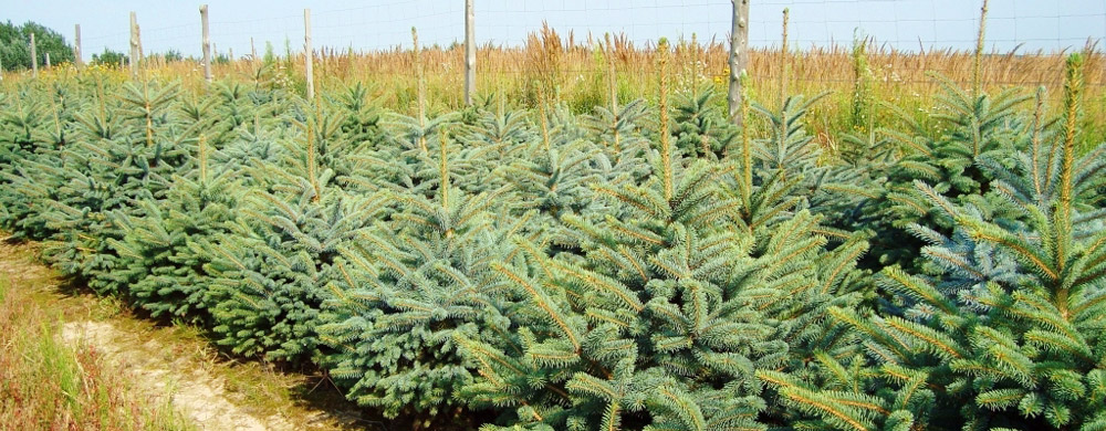 nursery of trees and shrubs picea pungens silver spruce producer Poland