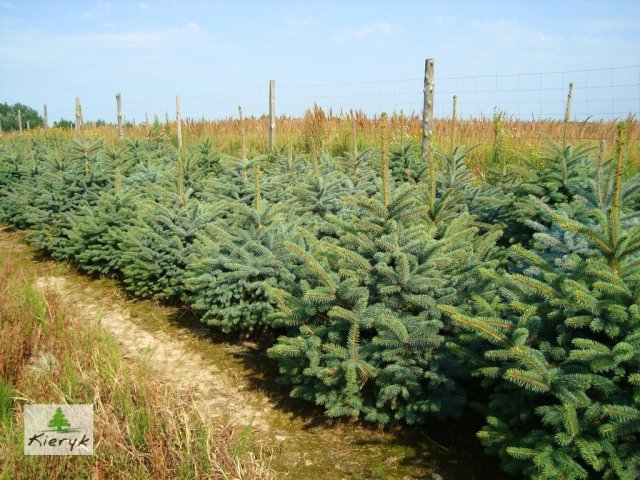 spruce picea pungens Poland