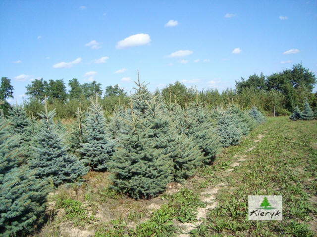spruce picea pungens Poland